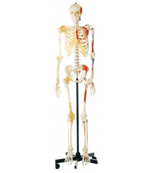 DELUX LIFE-SIZE HUMAN SKELETON COLORED 170CMS TALL WITH ENTHESIS OF MUSCLES